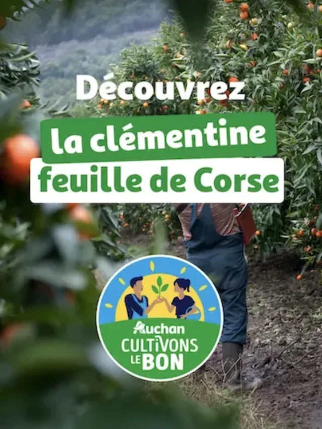 CLEMENTINE CORSE